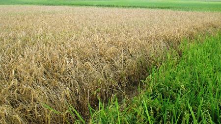 Nông dân tố bị phá sạch lúa vì "trót" làm chứng trước tòa