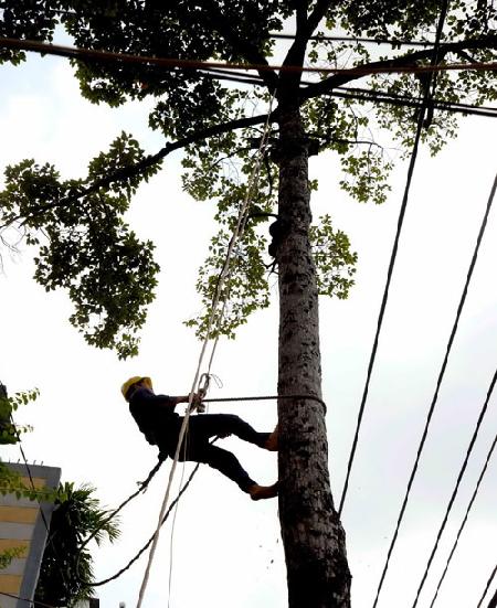 Mưu sinh với nghề nguy hiểm: Lơ lửng thợ leo cây