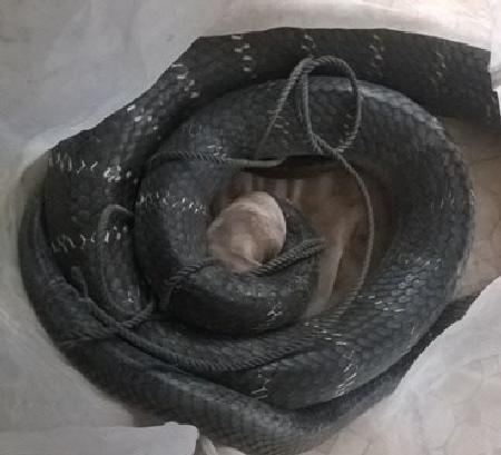 Hãi hùng kể lại “cuộc chiến” với con rắn cực độc nặng 6,3kg